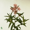 ASCLEPIAS INCARNATA 'CINDERELLA'