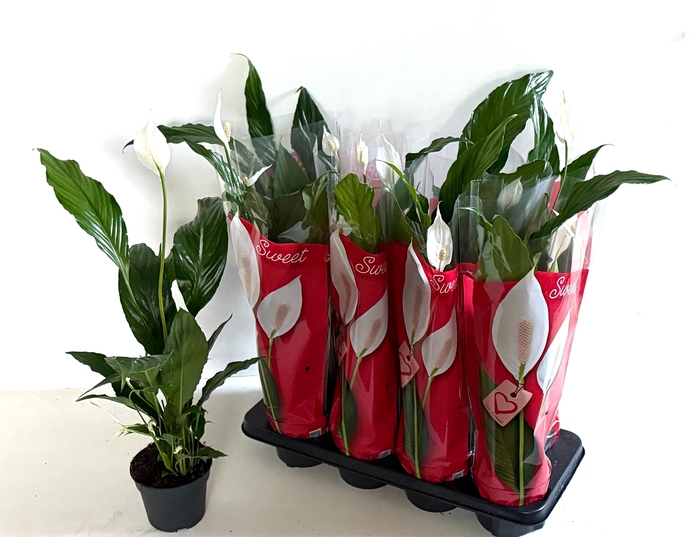 <h4>SPATH SWEET CHICO</h4>