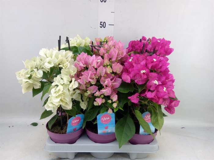 <h4>Bougainvillea   ...</h4>