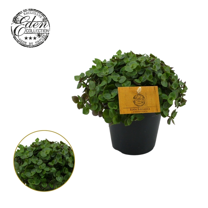 <h4>Callisia Turtle 12cm</h4>