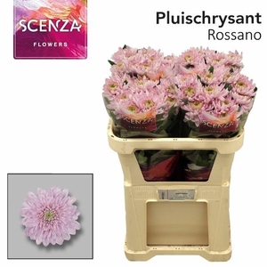 Chr G Rossano Pink