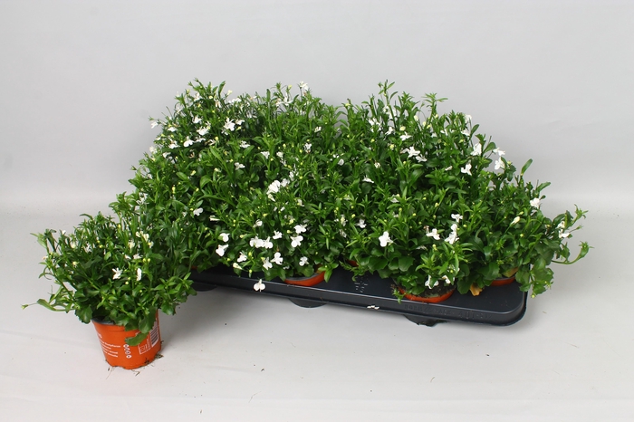 <h4>LOBE CU BAS WHITE</h4>