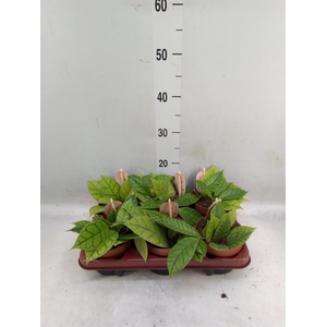 Hoya callistophylla 'KAL 16'