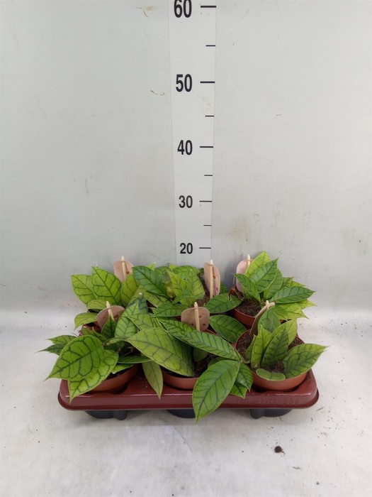 <h4>Hoya callistophylla 'KAL 16'</h4>