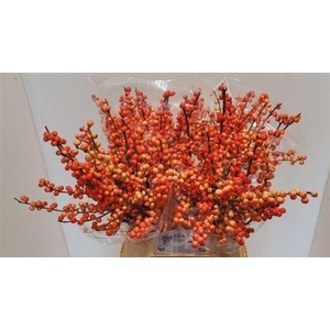 Ilex Ve Oudij Orange