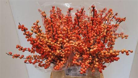 <h4>Ilex Ve Oudij Orange</h4>