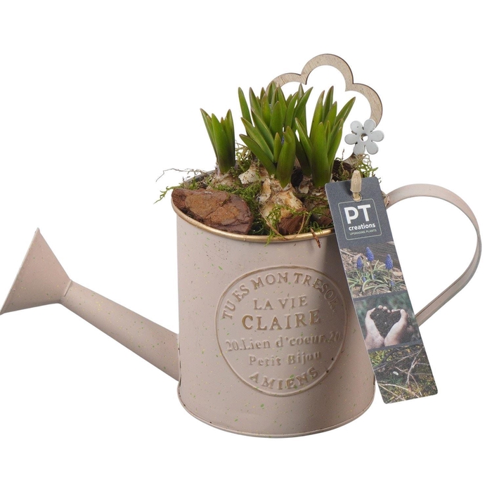 <h4>Arr.  Muscari L%</h4>