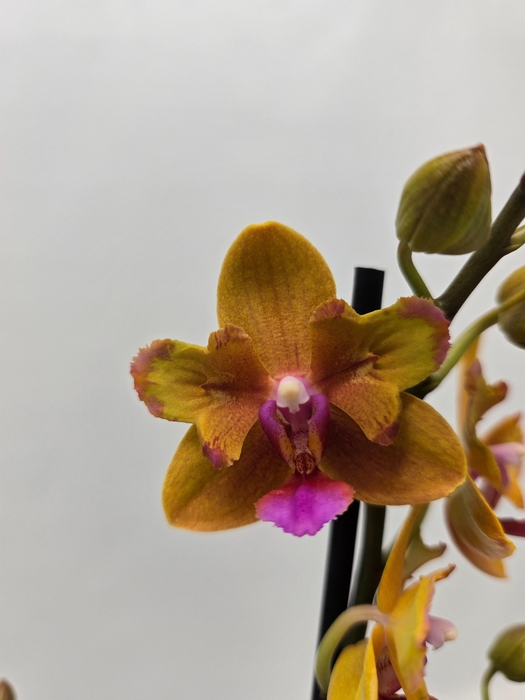 <h4>Limited 71 week 8</h4>