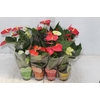 ANTHURIUM VARIADO P09