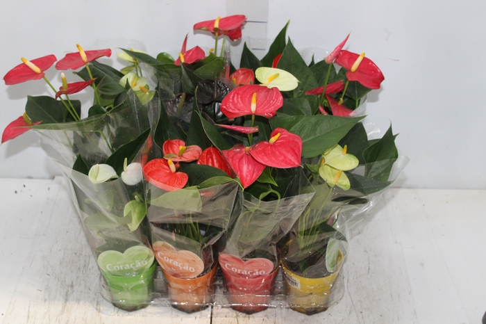 <h4>ANTHURIUM VARIADO P09</h4>