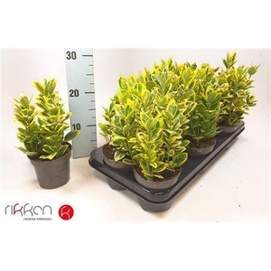 Euonymus Ja Marieke