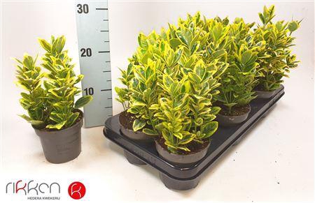 <h4>Euonymus Ja Marieke</h4>