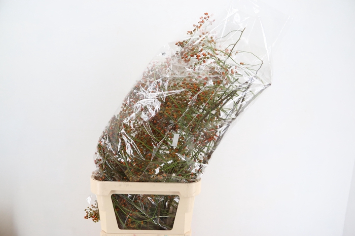 ROSA CORALLO ORANGE EXTRA 100CM
