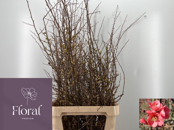 <h4>CHAENOMELES SUPERBA</h4>