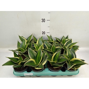 Sansevieria trifa. 'Hahnii'