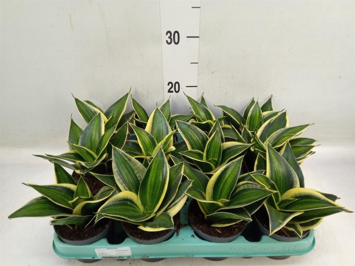 <h4>Sansevieria trifa. 'Hahnii'</h4>