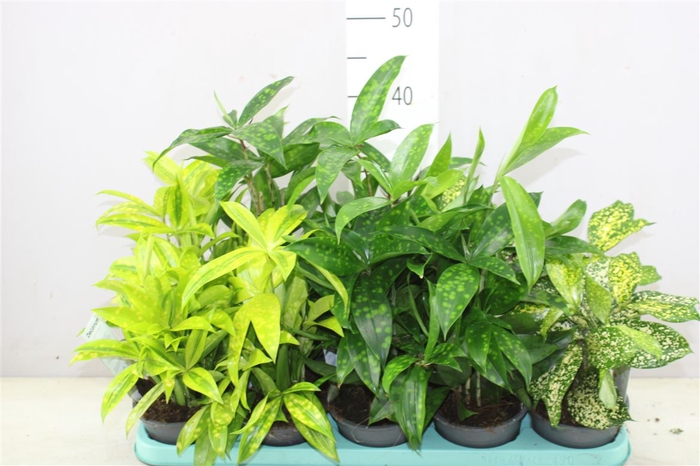 Dracaena Mix 12 Cm (decorum) A2