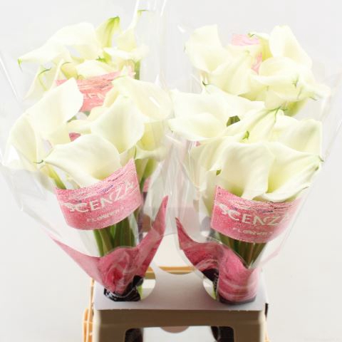 <h4>Calla Crystal Blush</h4>
