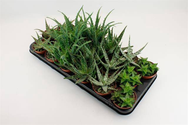 <h4>Aloe mix</h4>