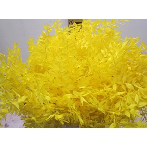 RUSCUS A GEBLEEKT GEEL