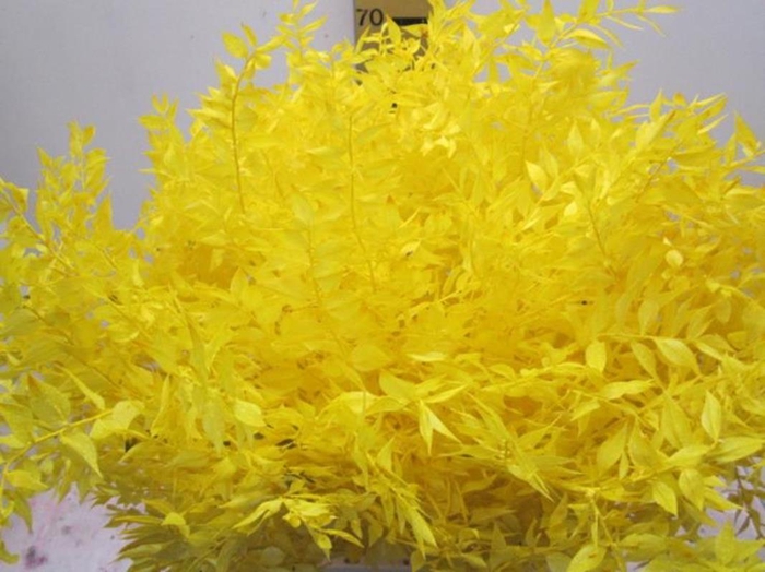 <h4>RUSCUS A GEBLEEKT GEEL</h4>