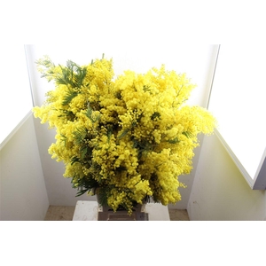 Mimosa Long 90cm P Stem