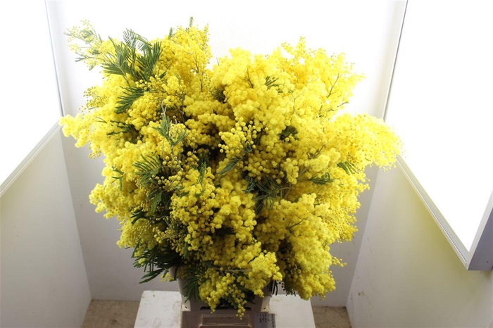 <h4>Mimosa Long 90cm P Stem</h4>