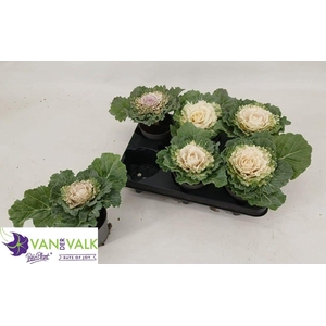 BRASSICA (SIERKOOL)