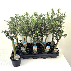 Olea Europaea