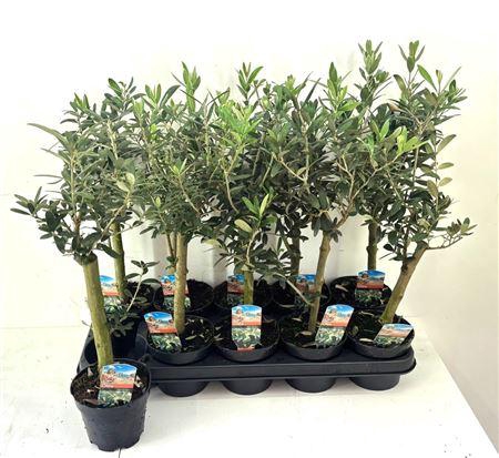 <h4>Olea Europaea</h4>