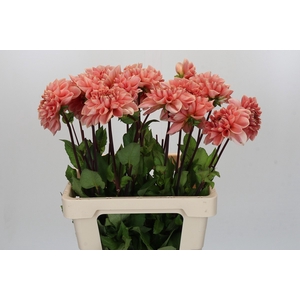 Dahlia Romance