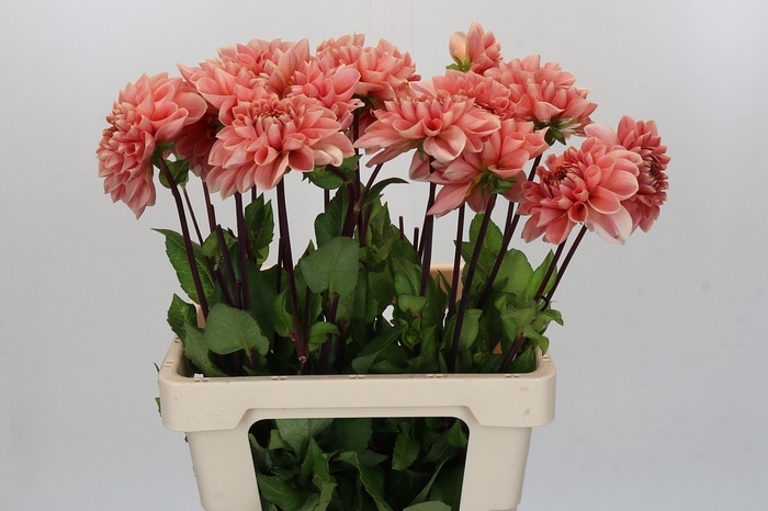 <h4>Dahlia Romance</h4>
