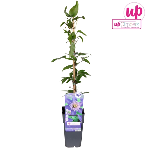<h4>Clematis The President P15</h4>