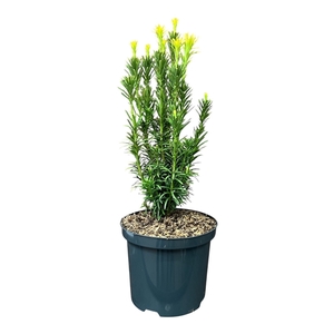 Cephalotaxus h. 'Fastigiata'