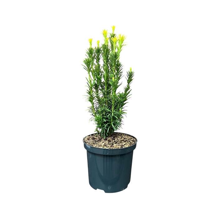 <h4>Cephalotaxus h. 'Fastigiata'</h4>