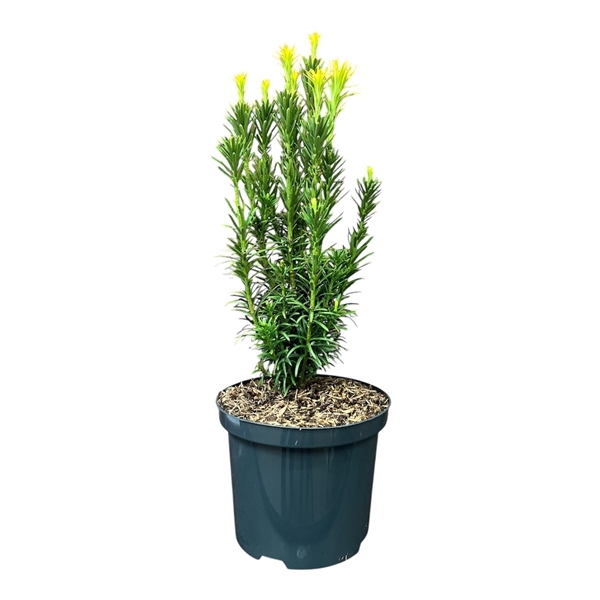 Cephalotaxus h. 'Fastigiata'