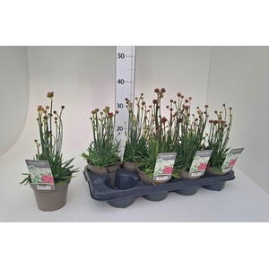 ARMERIA MARITIMA