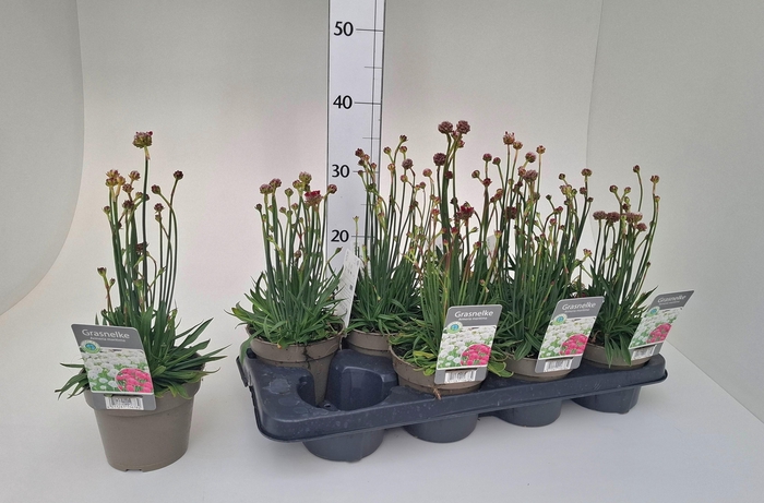 <h4>ARMERIA MARITIMA</h4>