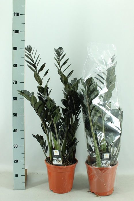 <h4>ZAMIO RAVEN</h4>