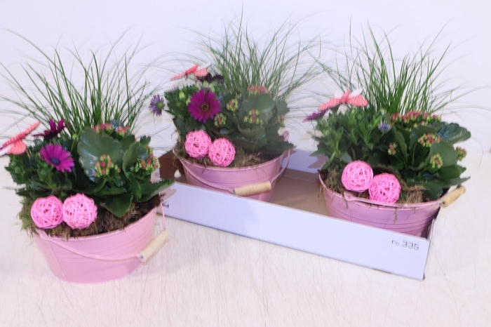 <h4>ARR TUINPLANTEN</h4>