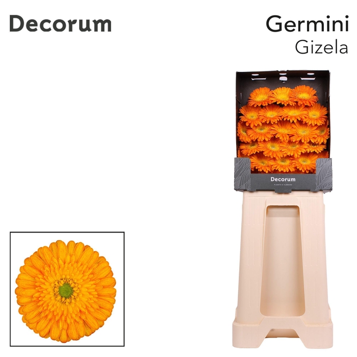 <h4>Germini Gizela Diamond</h4>