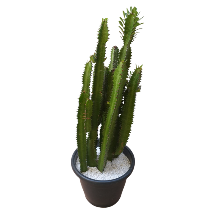 CACTUS EUPHORBIA TRIGONA P24