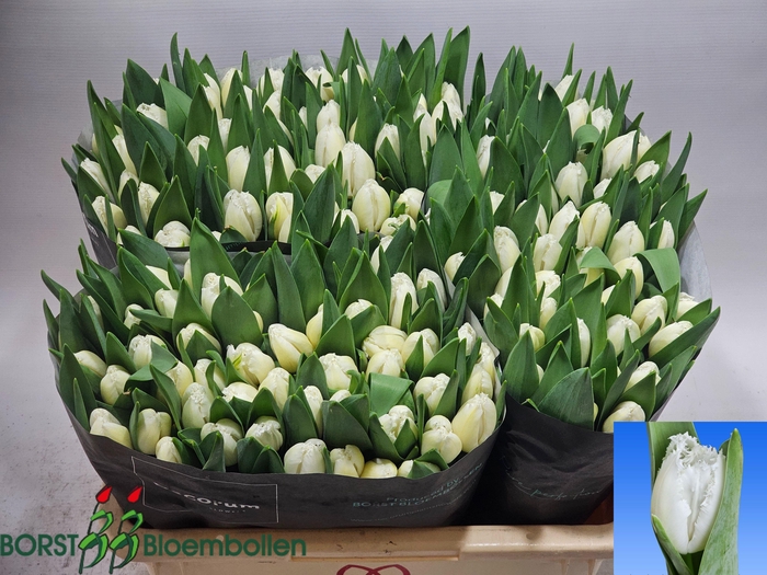 <h4>TU FR ICE CRYSTAL</h4>