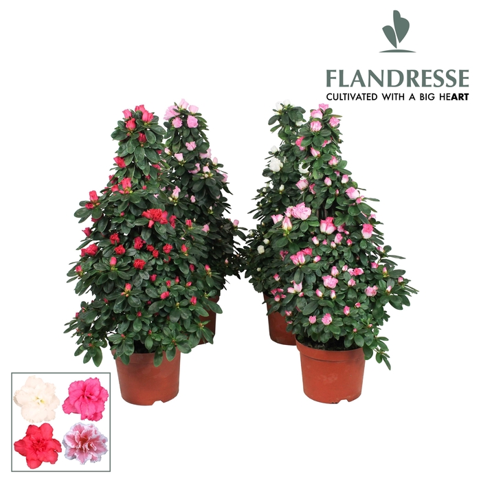 <h4>Azalea Flandresse® piramide 'gemengd' 65 cm</h4>