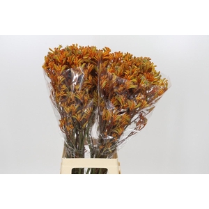 Anigozanthos Golden Girl