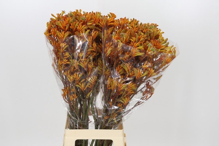 <h4>Anigozanthos Golden Girl</h4>