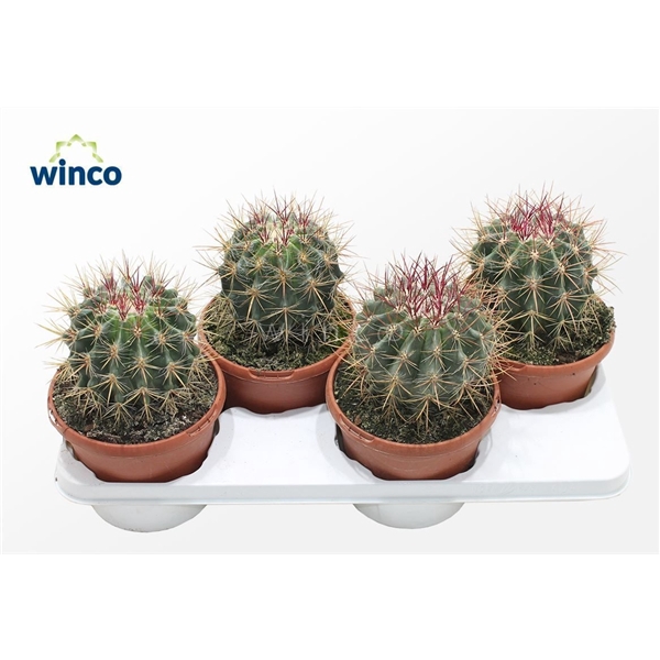 <h4>Ferocactus Stainessi</h4>