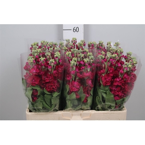 Matth Centum Red