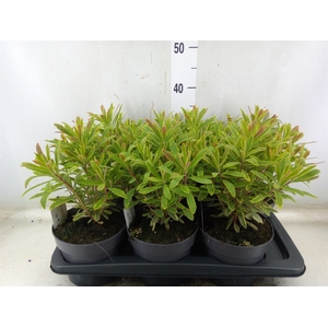 Euphorbia martinii