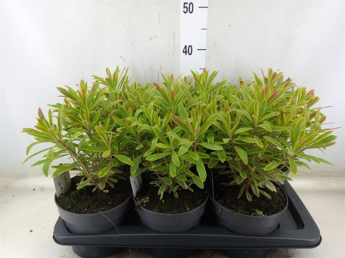 <h4>Euphorbia martinii</h4>